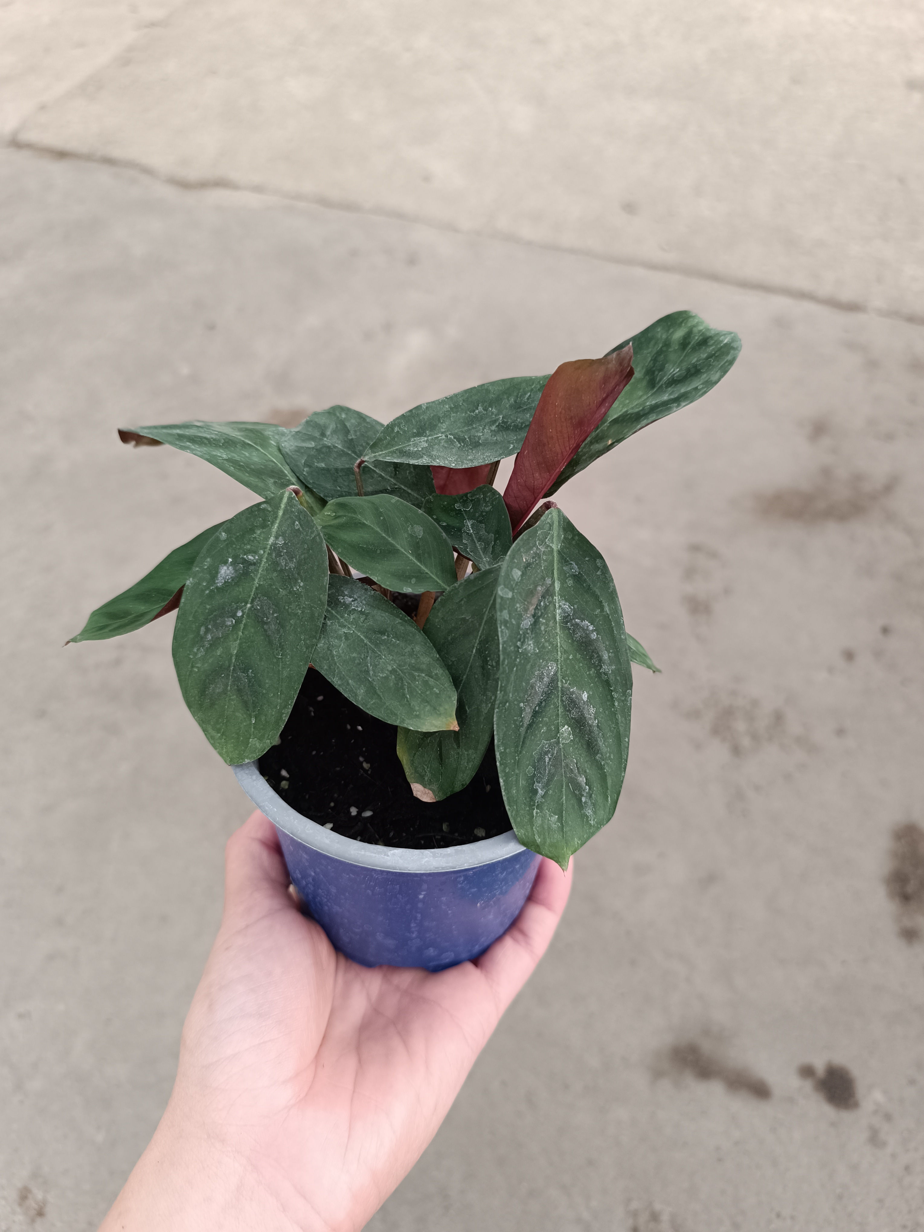**Calathea Burle Marxii oscura