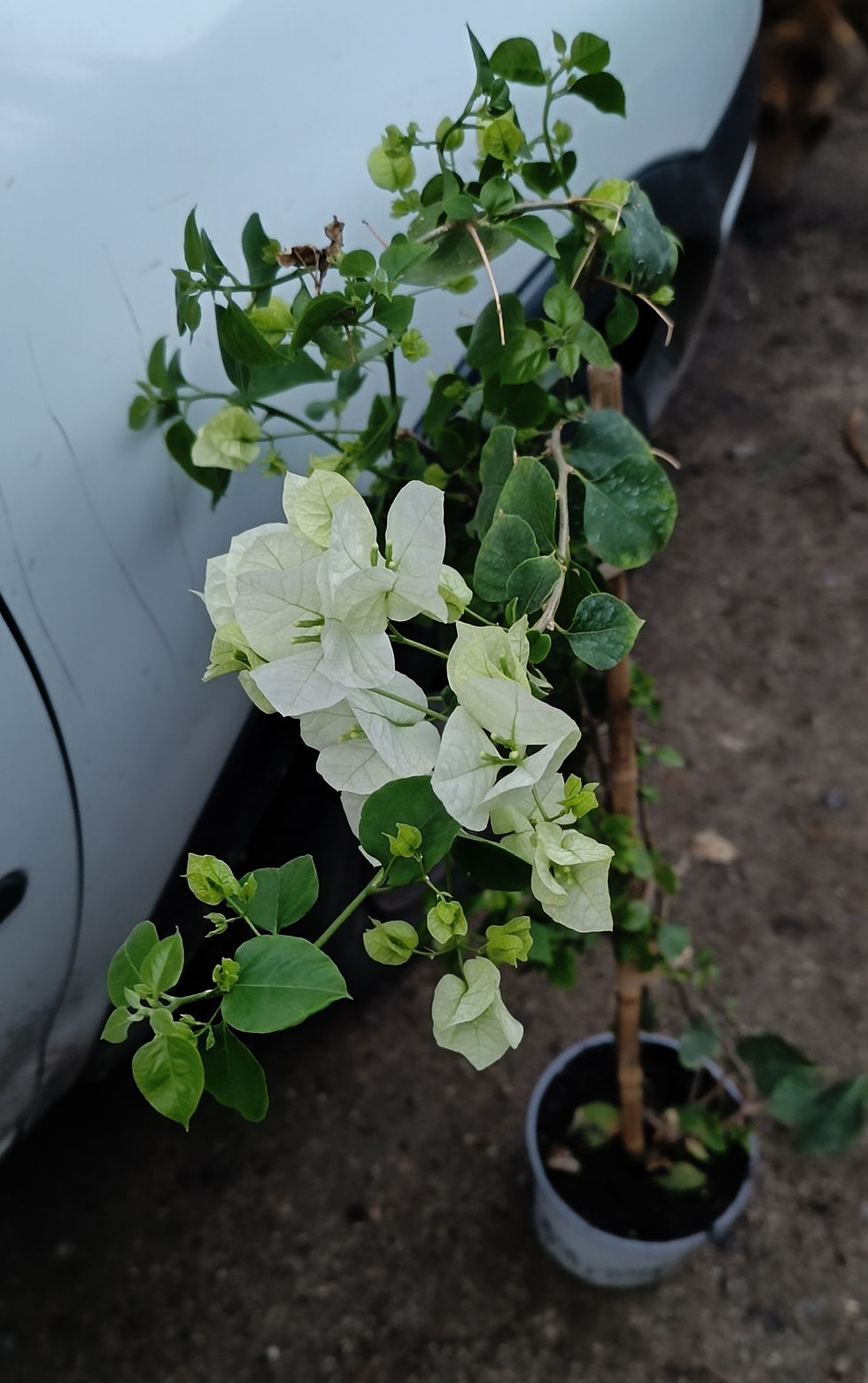 Miniatura: Bugambilia Blanca – Bougainvillea