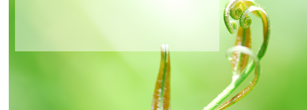 Header.png