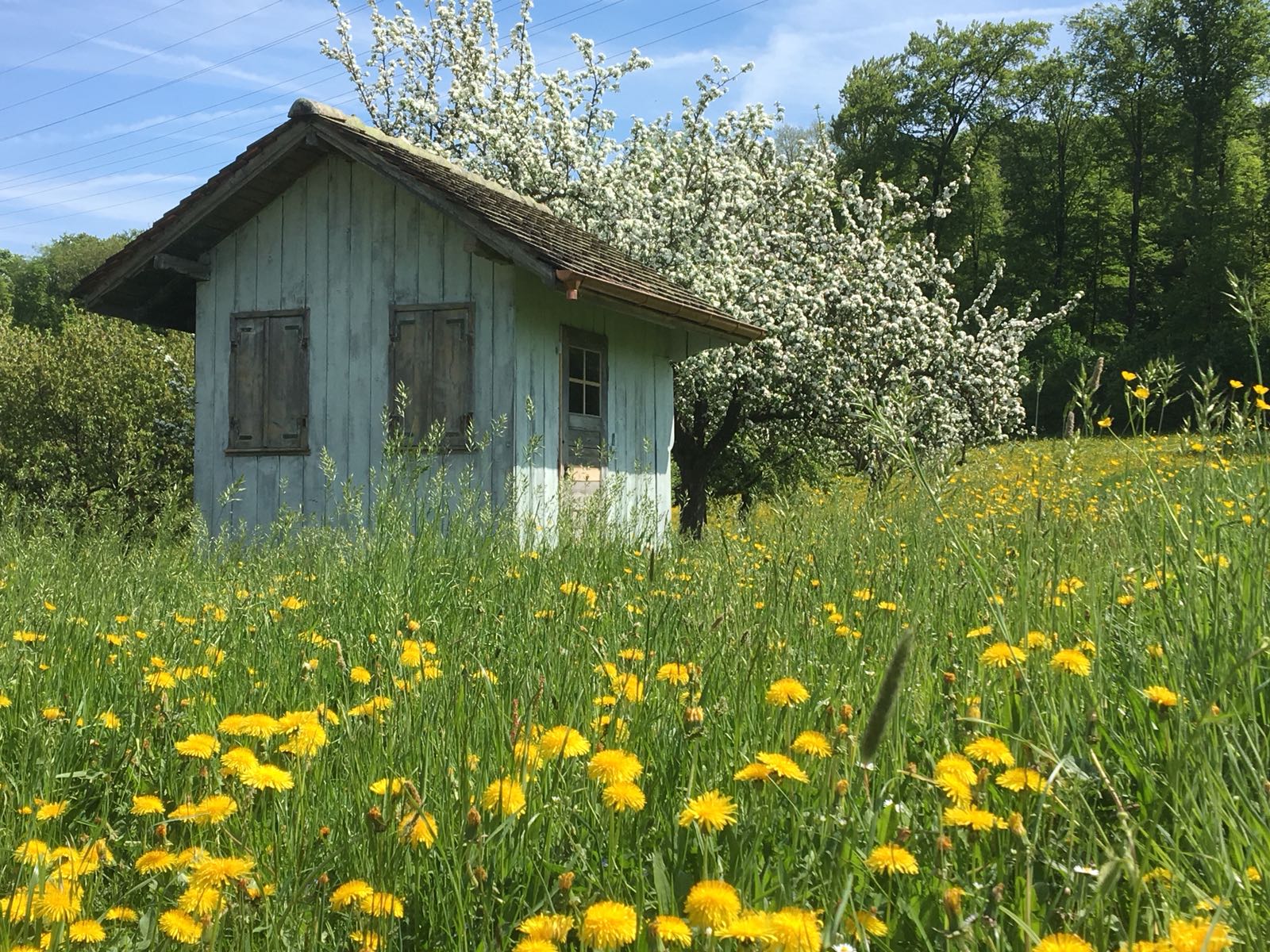 Mitten in der Frühlingsblüte