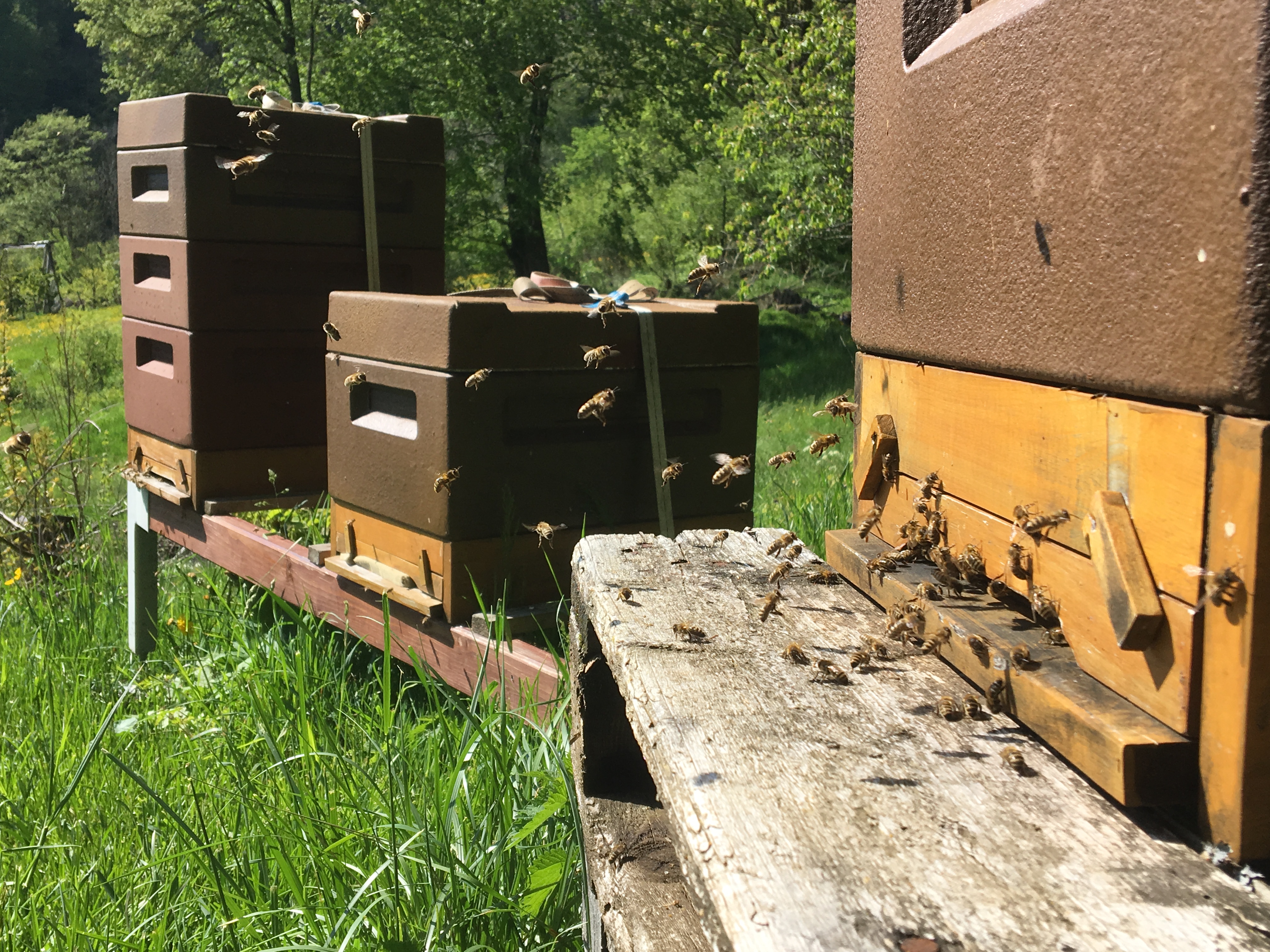 emsiges Treiben im Rintel