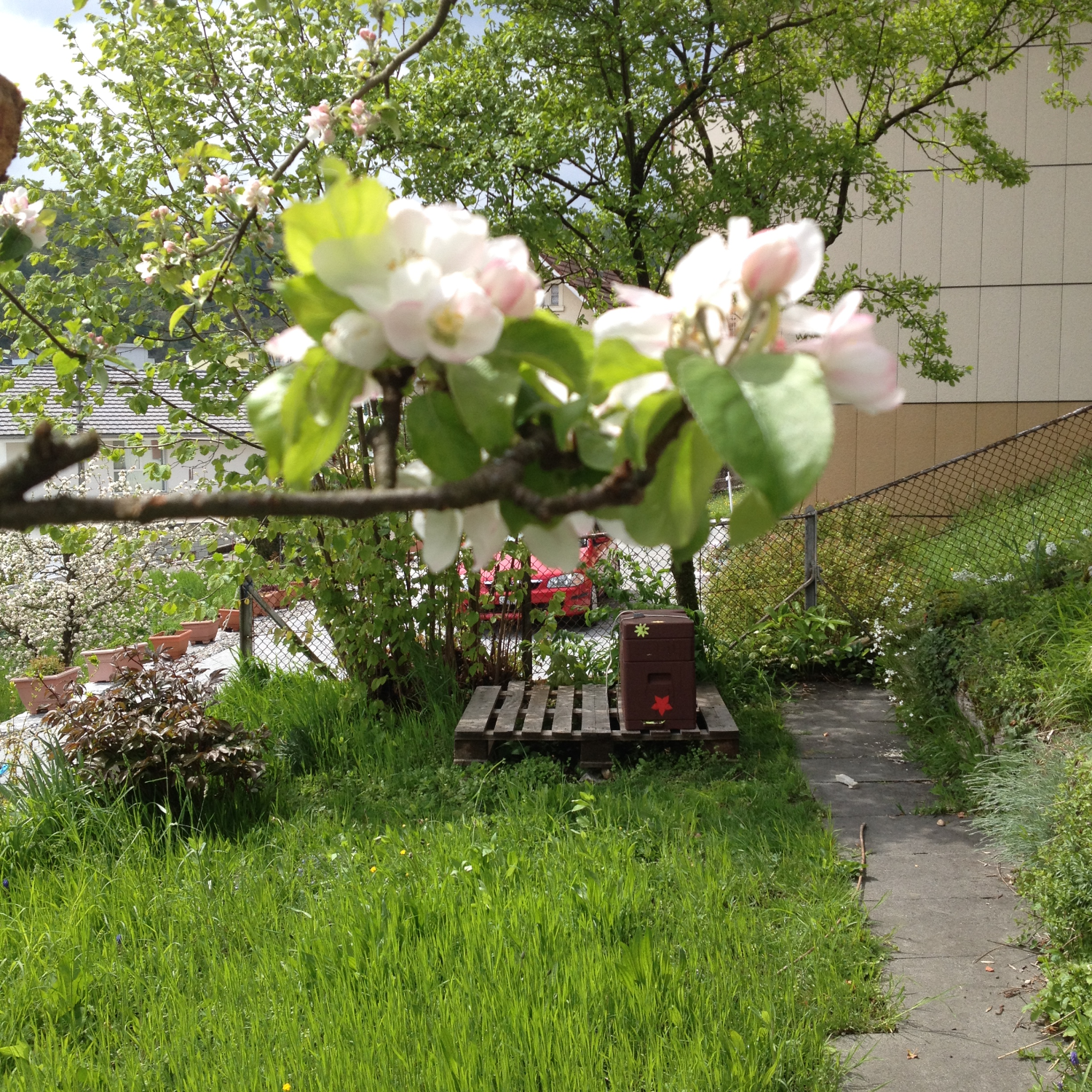 Apfelblüte