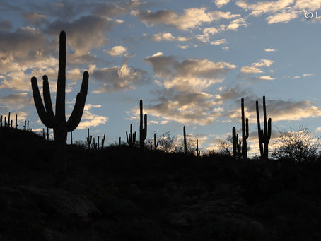Tucson Singletrack on Mt. Lemmon