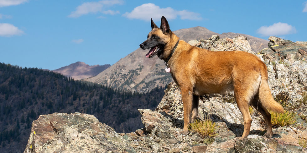 Adventure Dog on a Mountain