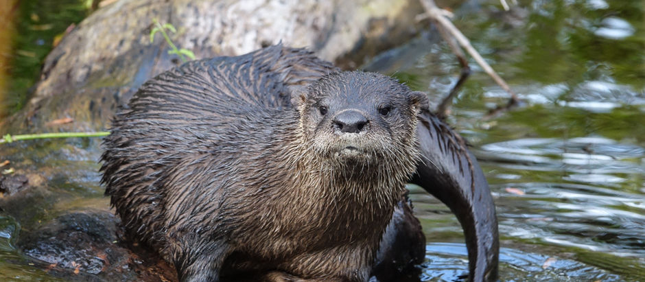 Bird Rookery Swamp and the Otters at Play