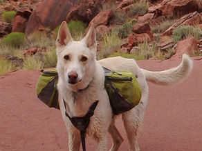 Why Adventure Dogs Stories Inspire Readers