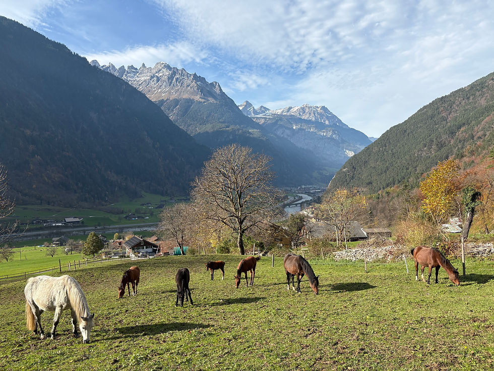 3 Tage Reitferien mit unseren Pferden