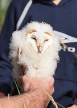 Baby owl in hand
