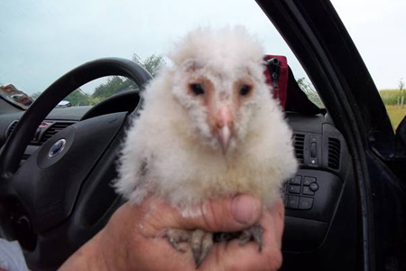 Baby owl