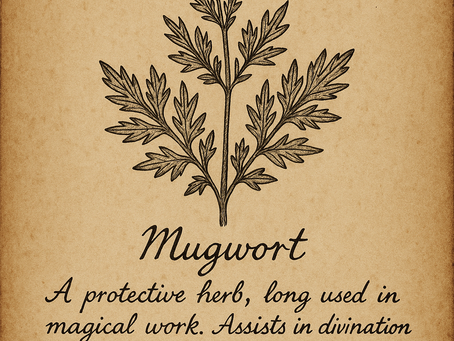 From Darklady’s Cauldron, The Herb  Mugwort 🌿