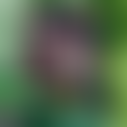 Finally, a new Christian White! And it's a ripper!