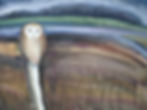 Barn Owl at Snape copy