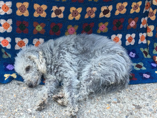 My funny furry bad bedlington