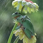 karen perrry.webp