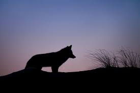 Are werewolf spells real