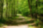 dirt-road-in-the-middle-of-forest-trees-