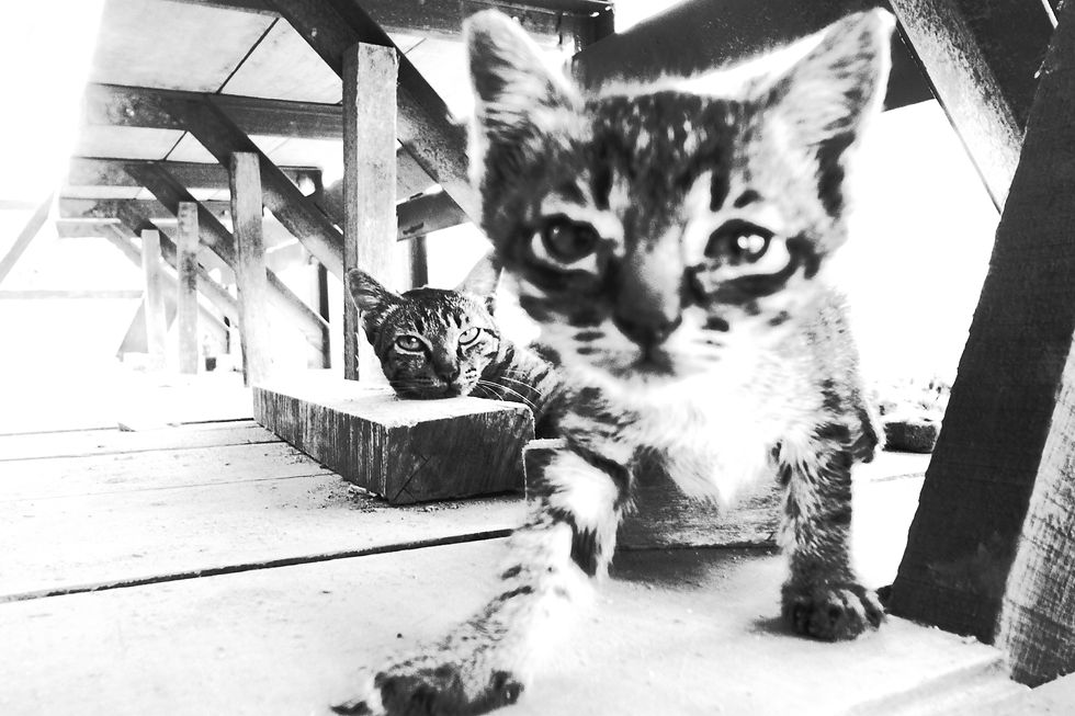 ifyoudaretohurtmychild