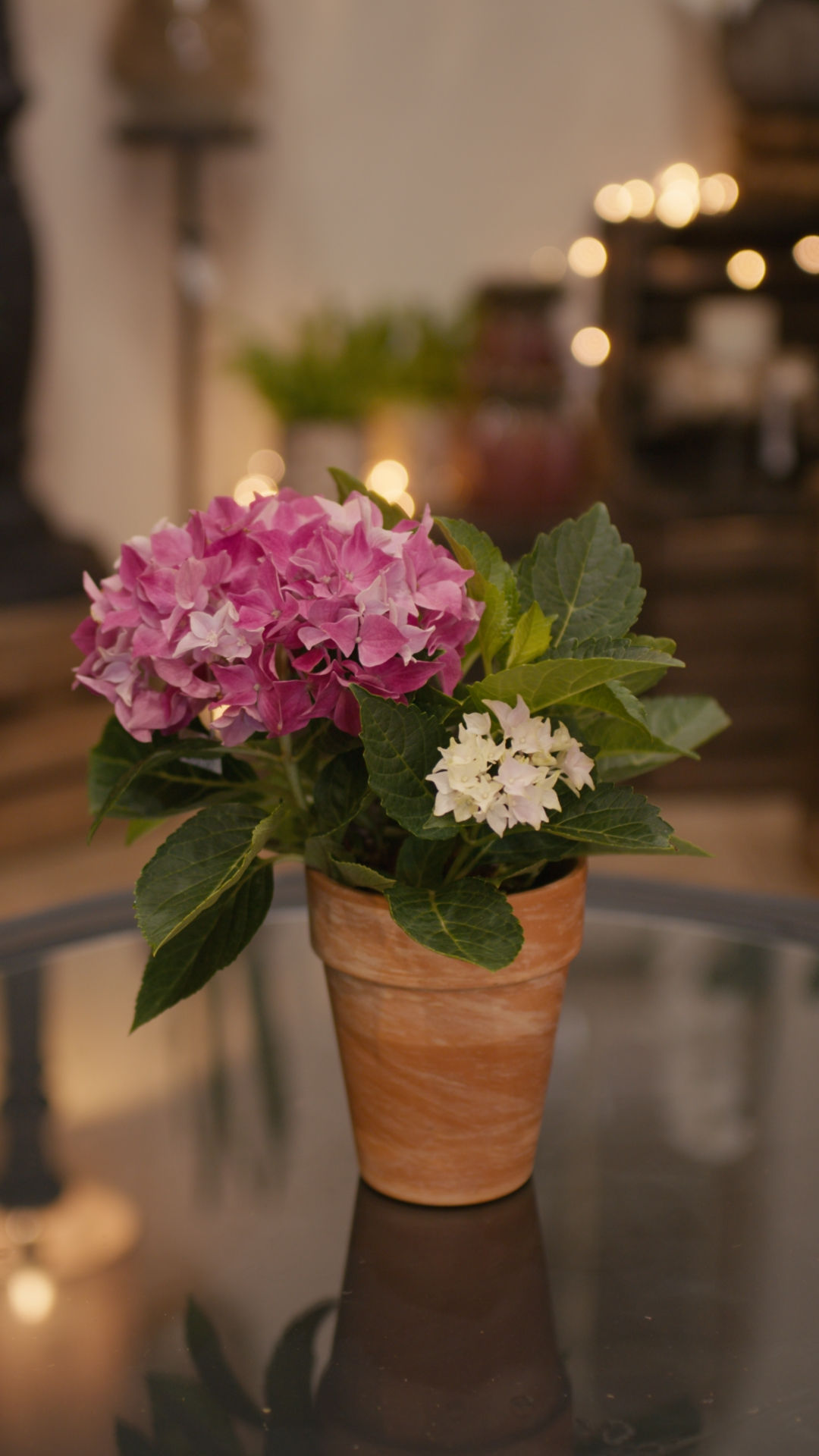 Hortensia rose Ø12cm
