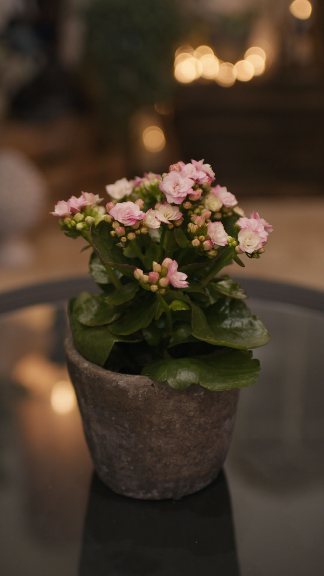 Kalanchoé Ø12cm