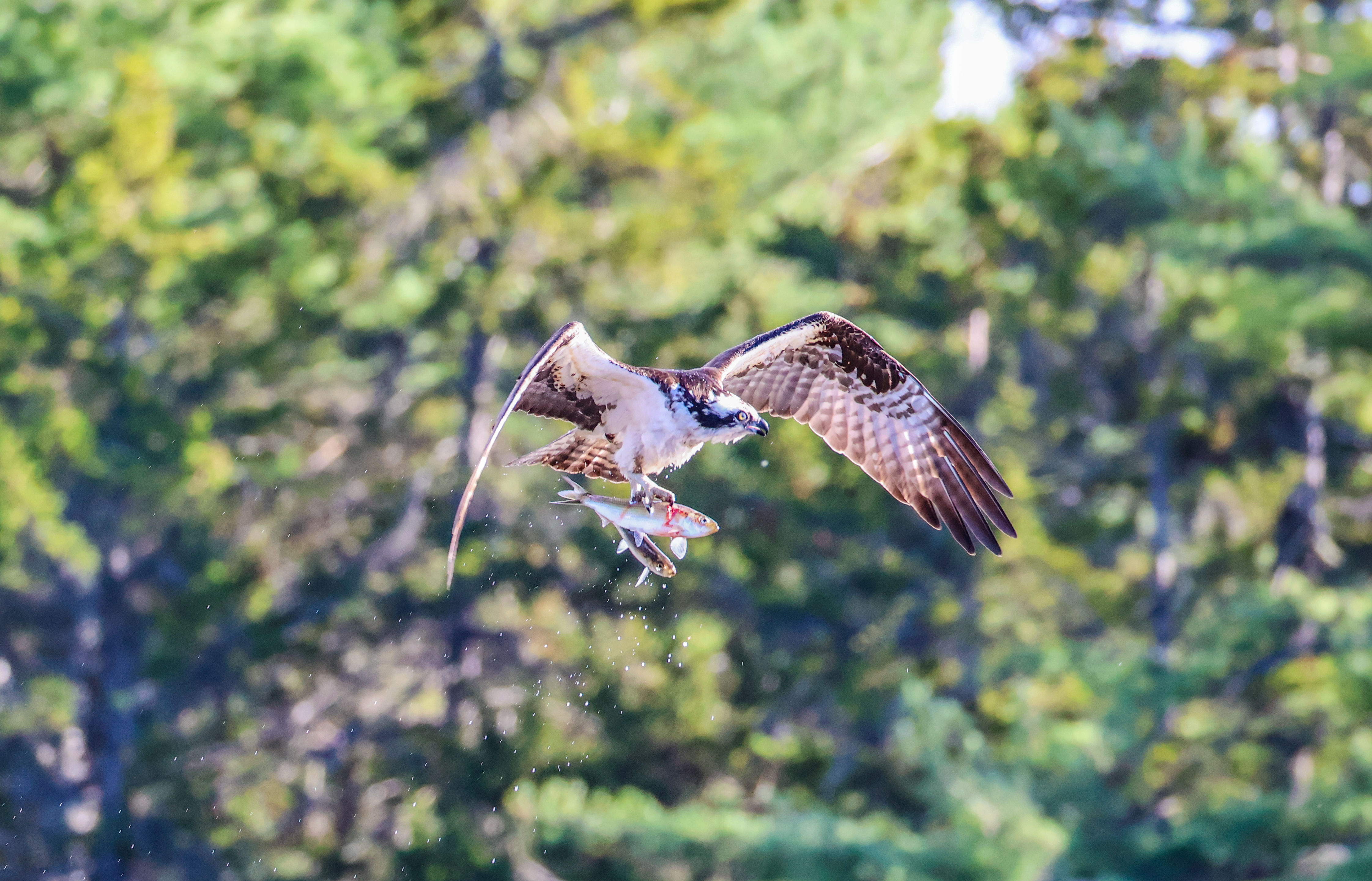 Osprey Caught Fish