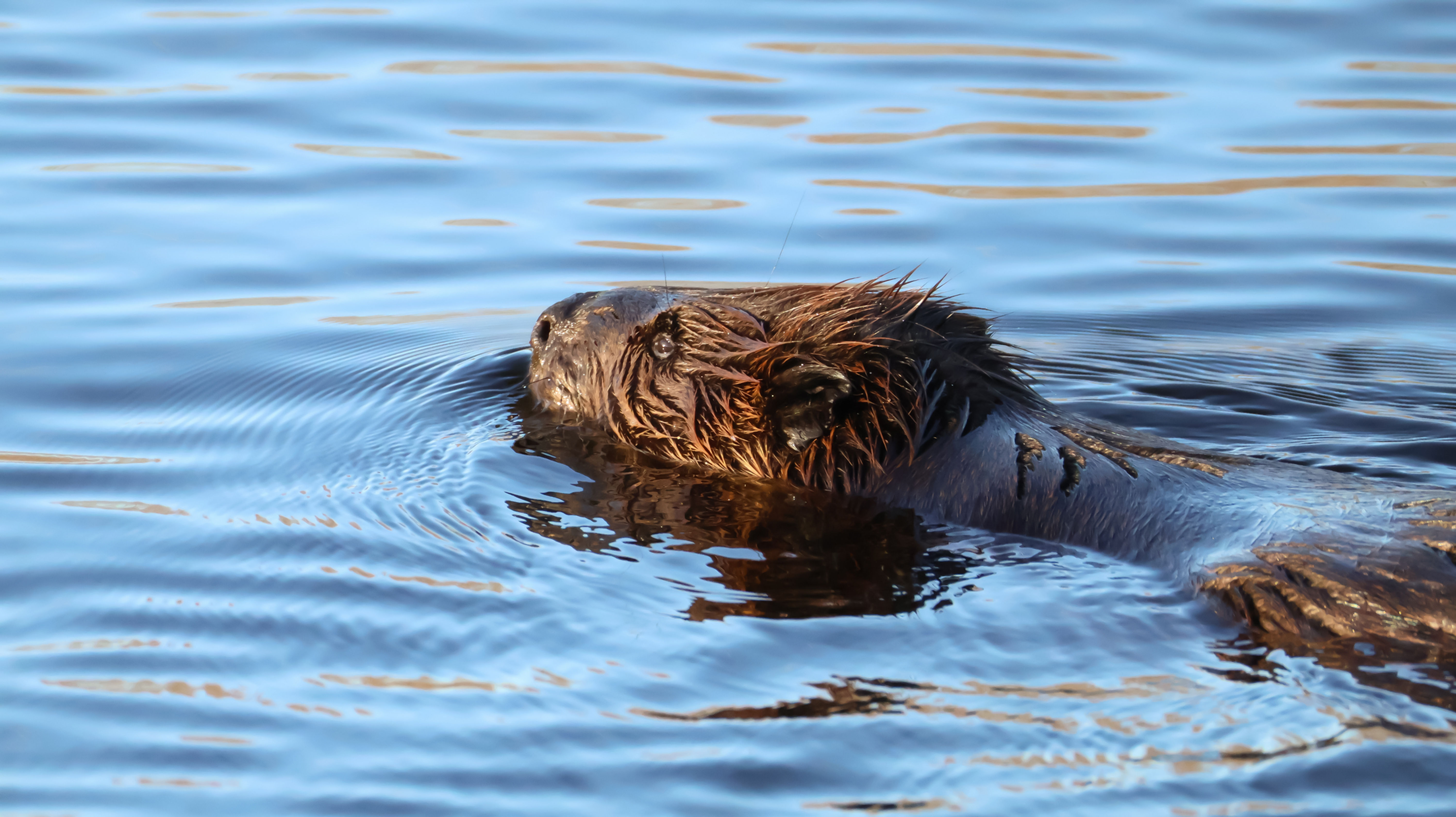 Beaver Ben