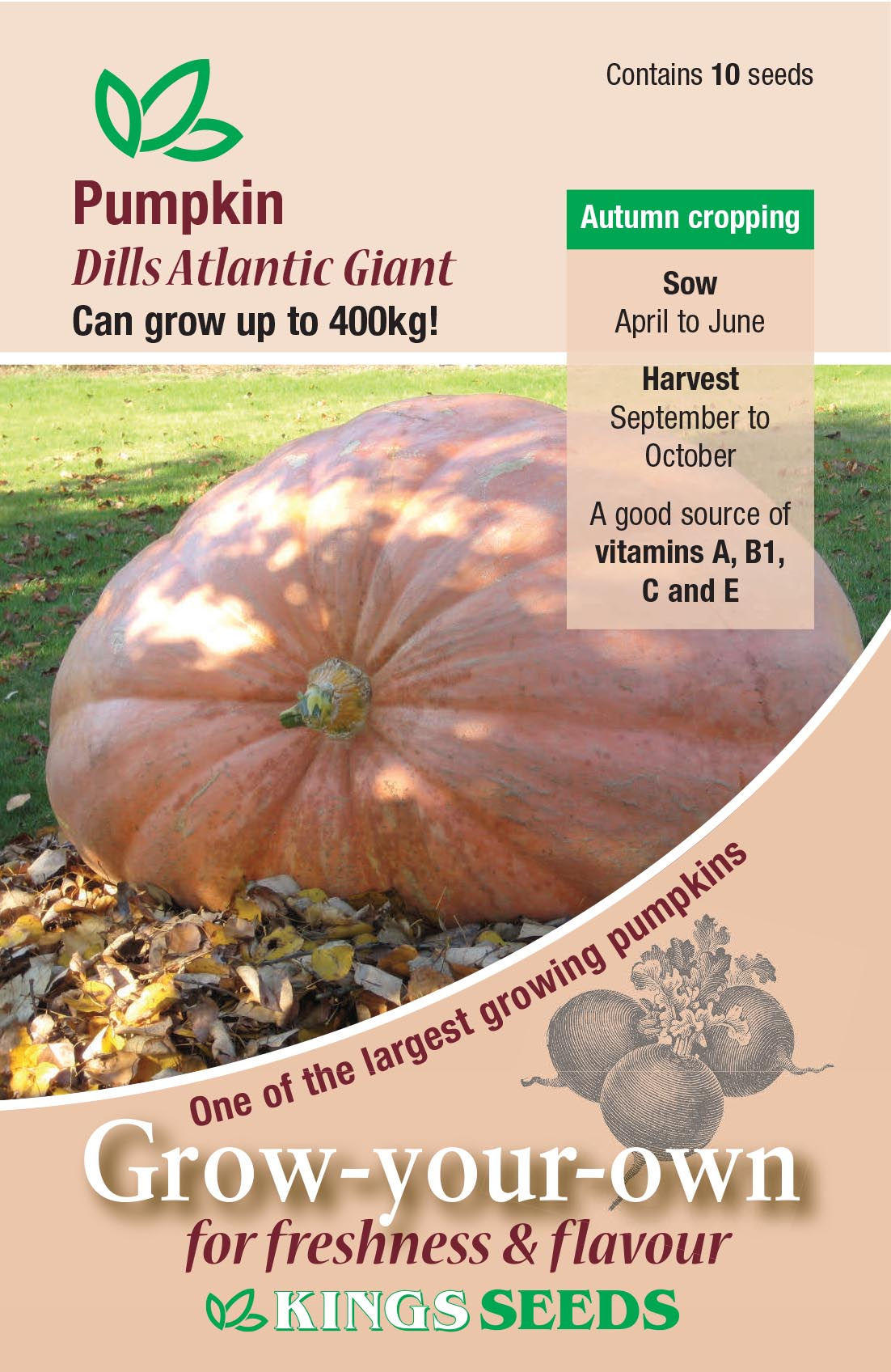Pumpkin Dills Atlantic Giant