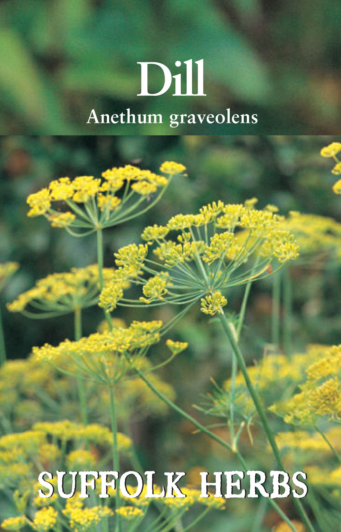 Dill