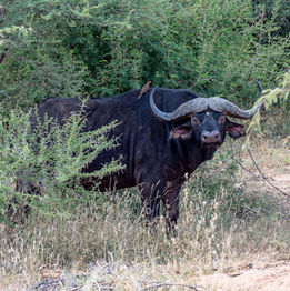 Buffle d'Afrique Big Five Safari Kruger National Park South Africa
