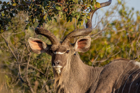 grand-koudou-safari-parc-kruger-afrique-du-sud safari kudu south africa kruger national park
