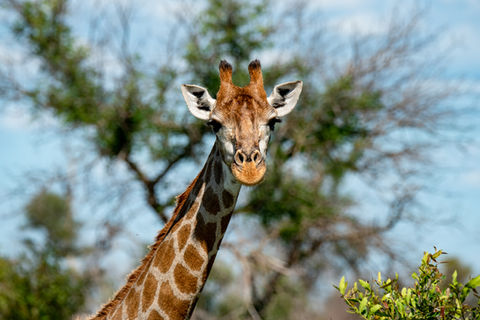 Girafe observée lors d'un safari dans le Parc Kruger en Afrique du Sud