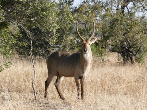 Cobe à croissant mâle observé lors d'un safari dans le Greater Kruger en Afrique du Sud.