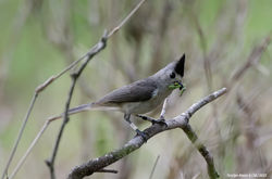 _GAL9147TITMOUSE STUDY 4_30_2025