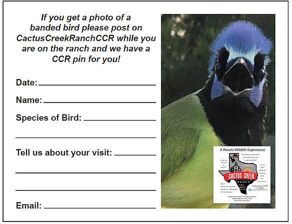 CCR BANDED BIRD PAD.png
