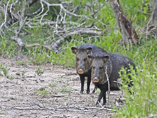 _MG_7143 Javelina.jpg