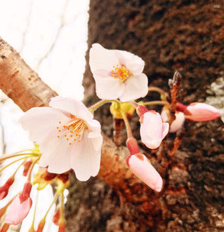 第12回お花見の由来とは?それは予祝