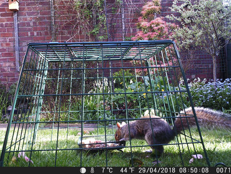 Squirrel Selfie