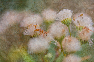 White Wildflowers