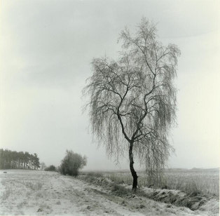 Ronjberg Tree