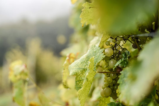 selective-focus-green-grapes-with-waterdrops-them-tree-vineyard-sunlight.jpg