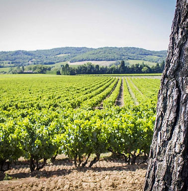 vignoble-pin