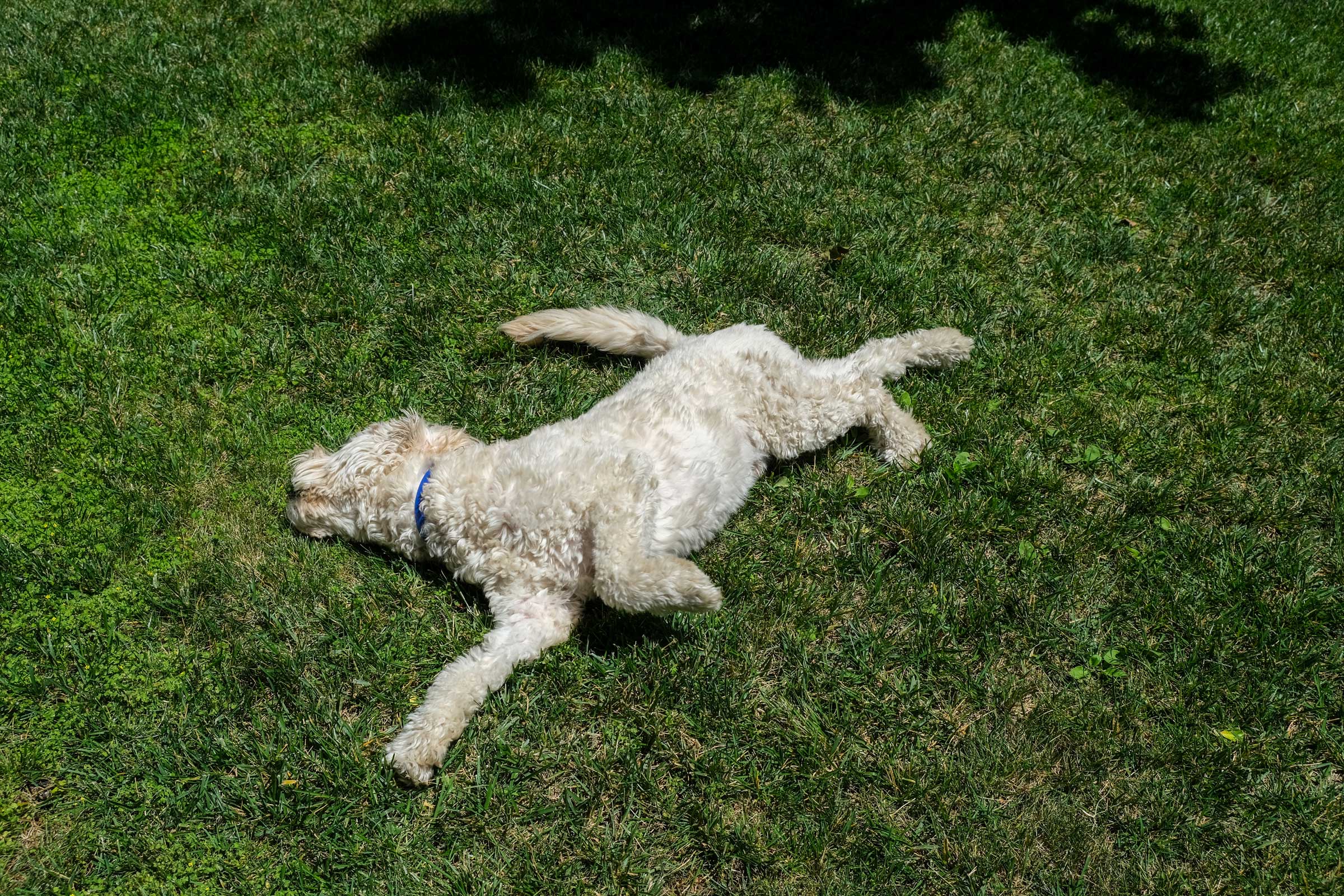 Cooper being the best boy