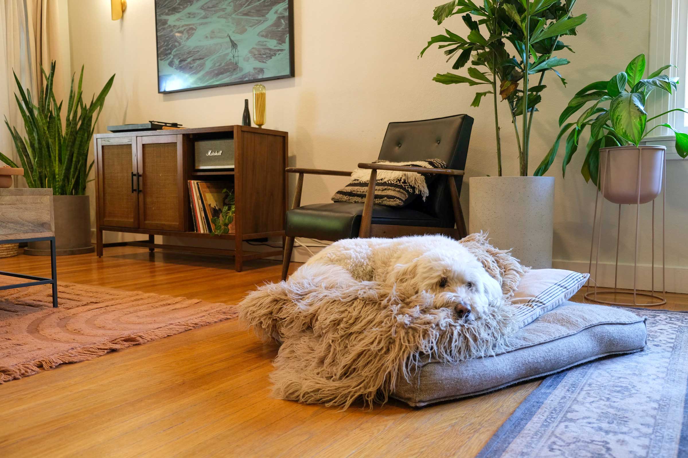 Cooper, a labradoodle, lays as he questions everything. Alli's midcentury furniture and plant collection offers a cozy space.