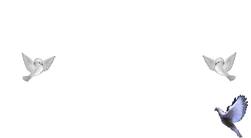 pássaros-birds.gif
