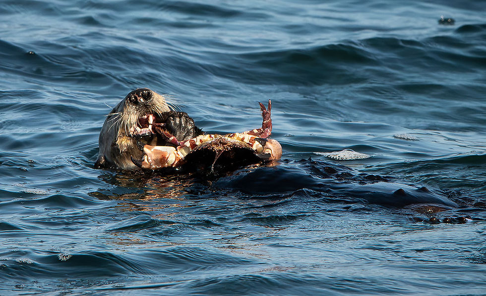 Sea Otter eating crab, Tracks by the Post 2026 no.11 Sea Otter, www.egrettracks.com, www.fbphoto.com, Leslie and Frank Bevans