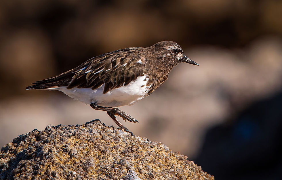 Black Turnstone, Tracks by the Post 2026 no.14 Shorebirds, www.egrettracks.com, www.fbphoto.com, leslie and frank bevans