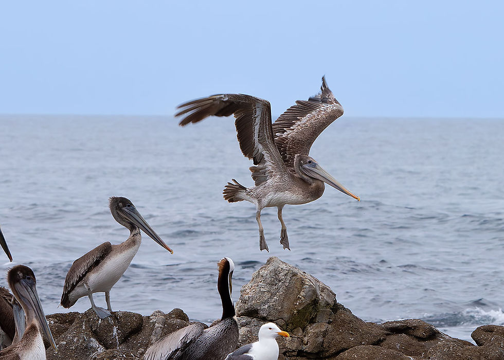 brown pelican about to land on rocks, Tracks by the Post 2026 no. 12 Brown Pelicans, www.egrettracks.com, www.fbphoto.com