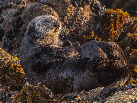11: Sea Otters