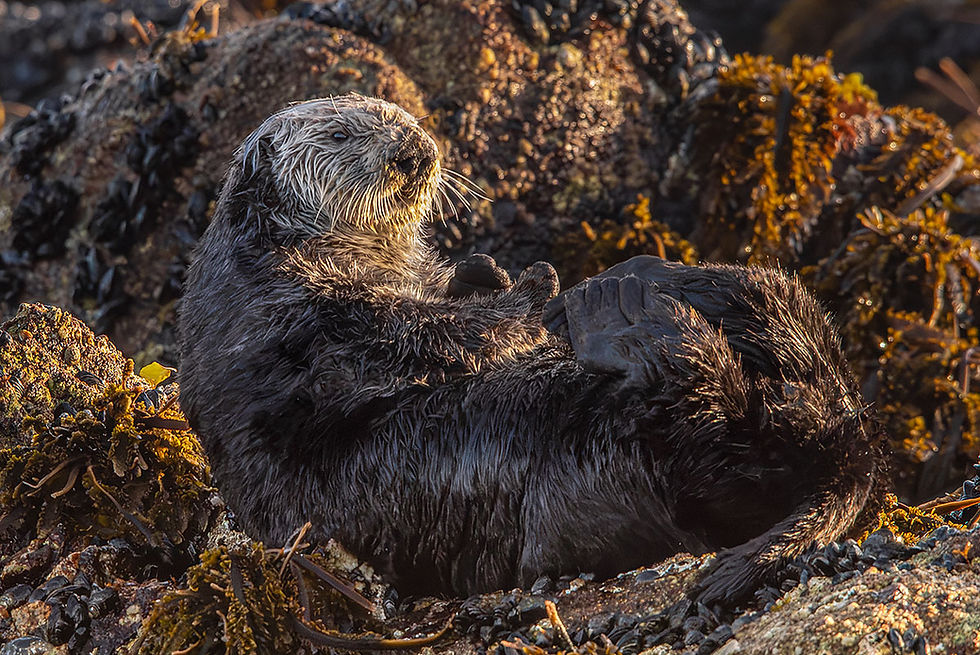 Sea Otter on land, Tracks by the Post 2026 no.11 Sea Otter, www.egrettracks.com, www.fbphoto.com, Leslie and Frank Bevans