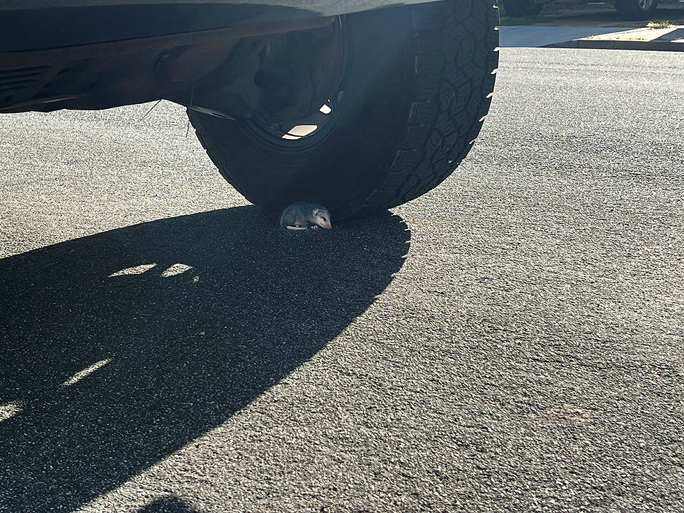 baby opossum next to tire, blog about harbor seals, blog about baby opossum, Tracks by the Post 2026 no.13 Harbor Seals, www.egrettracks.com, www.fbphoto.com, no AI