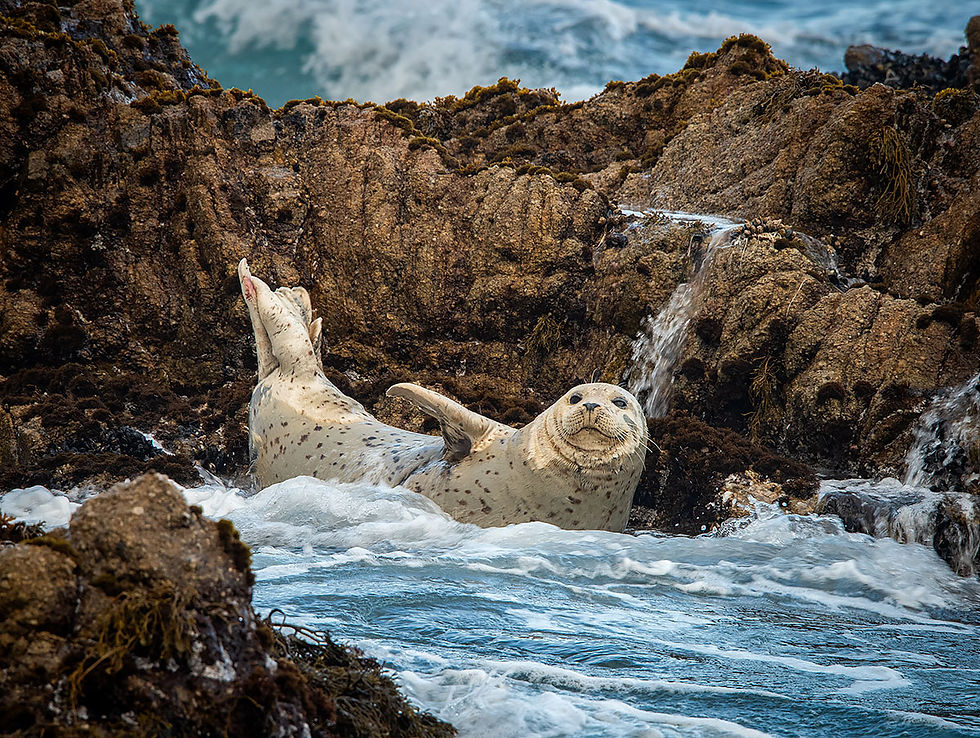 Harbor seal resting in waves on rock, blog about harbor seals, blog about baby opossum, Tracks by the Post 2026 no.13 Harbor Seals, www.egrettracks.com, www.fbphoto.com, no AI